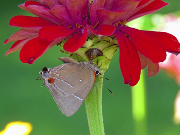 White M Hairstreak